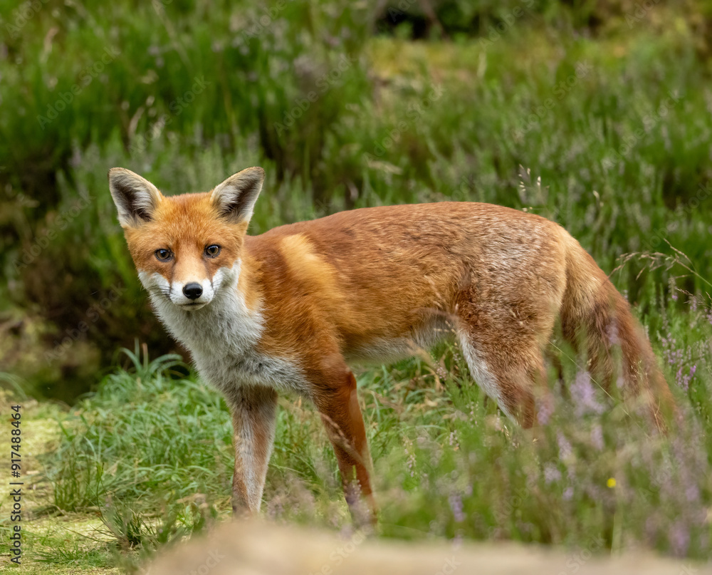Beautiful young male fox searching in the forest for food Beautiful young male fox searching in the forest for food