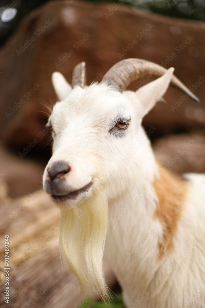 pets, farm animals, cows, sheep, horses in the field pets, farm animals, cows, sheep, horses in the field