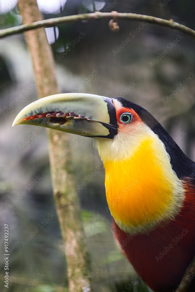 Green beaked toucan. High quality photo Green beaked toucan. High quality photo