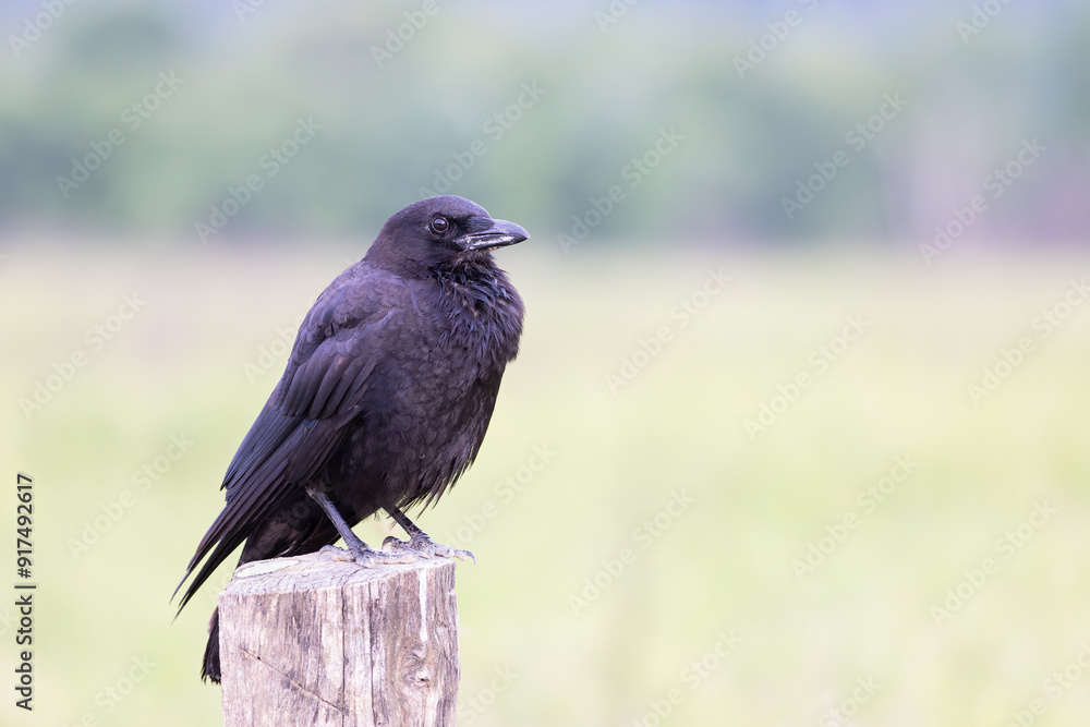 Closeup of an American crow perched on an old fence post with a beautiful bokeh background on an early summer morning. Closeup of an American crow perched on an old fence post with a beautiful bokeh background on an early summer morning.