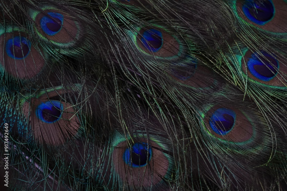 Fototapeta premium Background horizontal photo of peacock feathers.