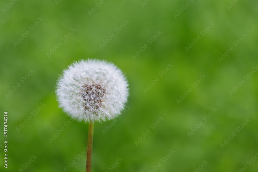 White fluffy dandelion on a green blurred background with a copy space. Beautiful wildflower close up. White fluffy dandelion on a green blurred background with a copy space. Beautiful wildflower close up.