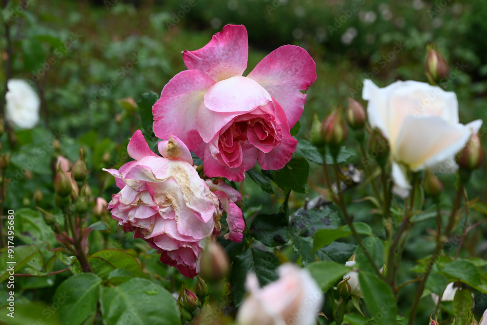 Roses in garden Roses in garden