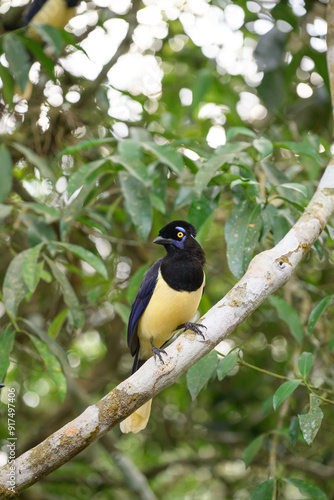 Pompom jay in the brasilian forest. High quality photo photo