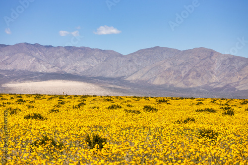 Beautiful landscape, spring bloom, Death Valley National Park, California