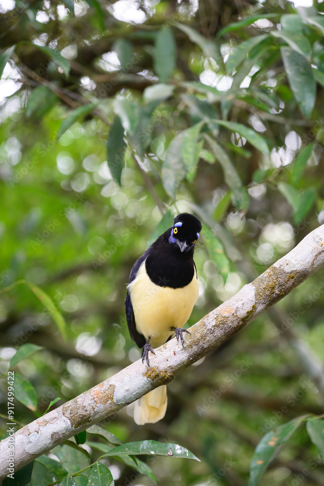 Obraz premium Pompom jay in the brasilian forest. High quality photo