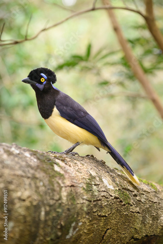 Pompom jay in the brasilian forest. High quality photo