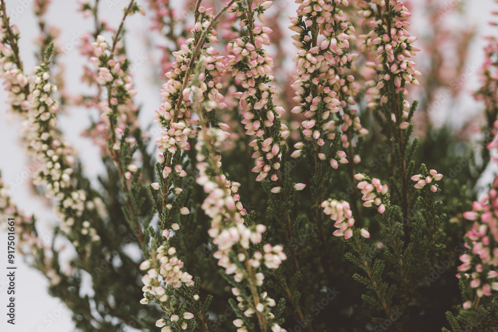Pink heather background closeup. Blooming calluna texture. Pink heather background closeup. Blooming calluna texture.