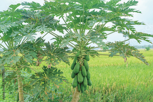 .Young papaya fruit that is still green on the tree with a rice garden in the background