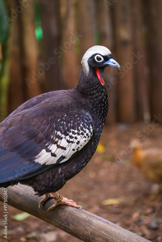 curassow sitting on the trunk. High quality photo photo