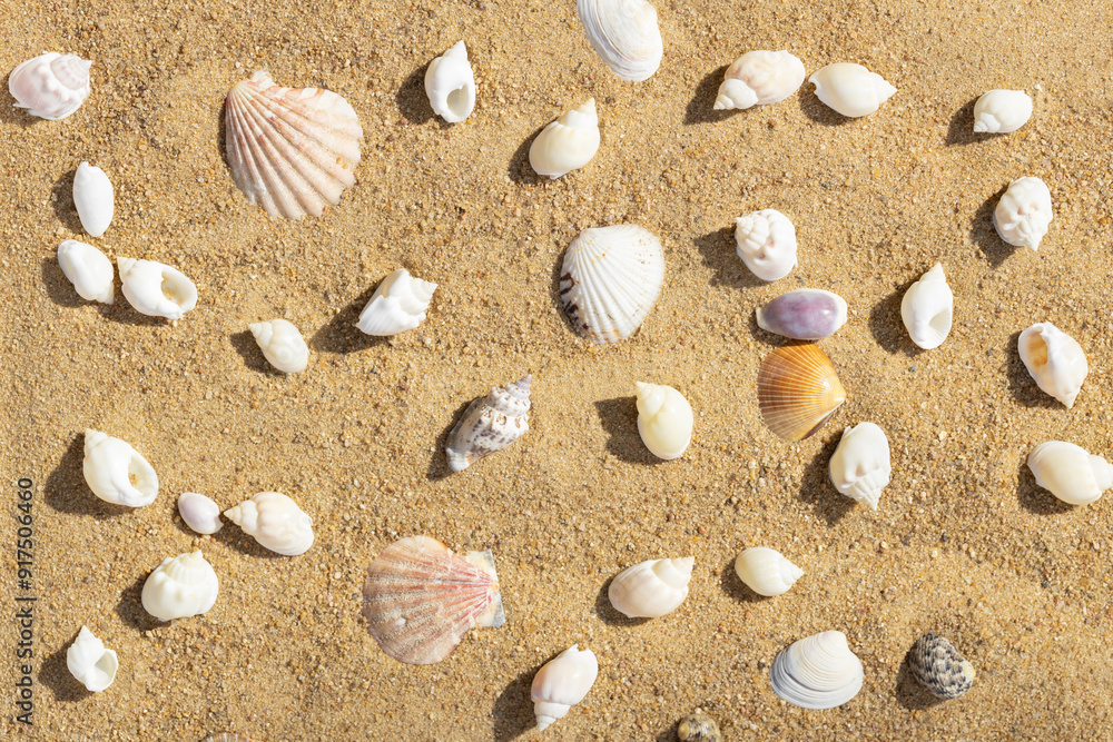 Sandy beach with seashells summer pattern. Sea background with shells. Top view, flat lay. Sandy beach with seashells summer pattern. Sea background with shells. Top view, flat lay.
