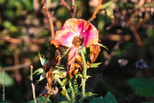 Fotografija Withered roses on a rose bush in summer.