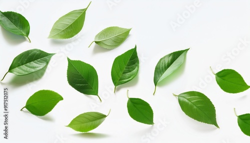 falling green leaves isolated on white background