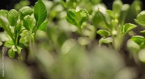Wallpaper Mural Time lapse of cucumber sprouts growth on black background scene rotation plant growing agronomy home growing crops healthy eating 4k animation Torontodigital.ca