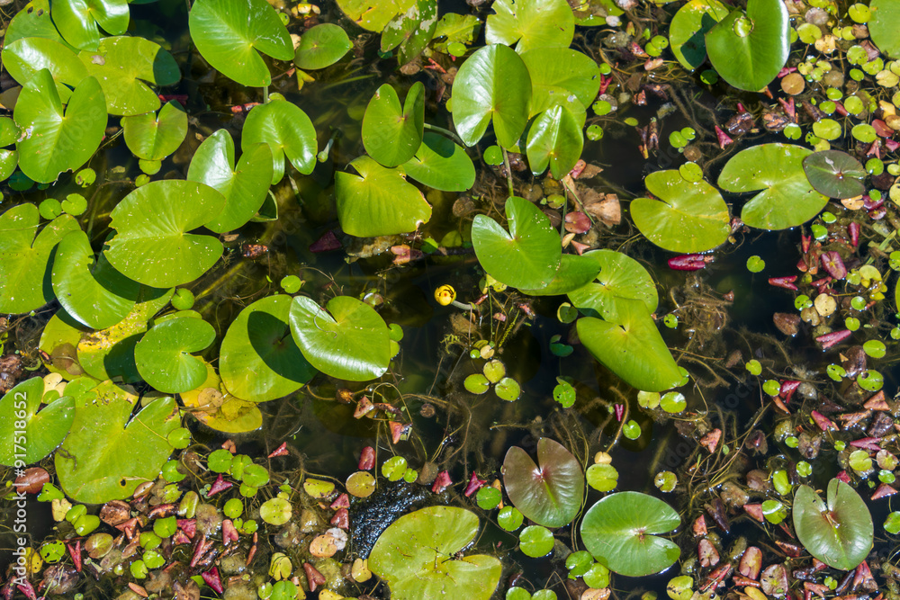 Green Water Lilies Floating in a Pond Green Water Lilies Floating in a Pond