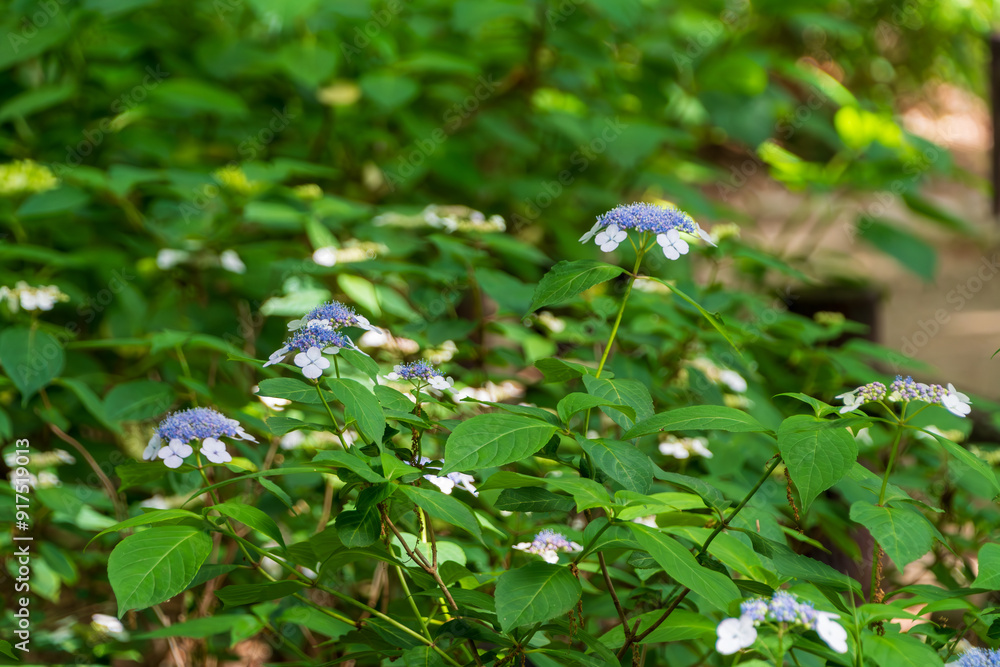 Hydrangeas in Full Bloom Amidst Lush Greenery Hydrangeas in Full Bloom Amidst Lush Greenery
