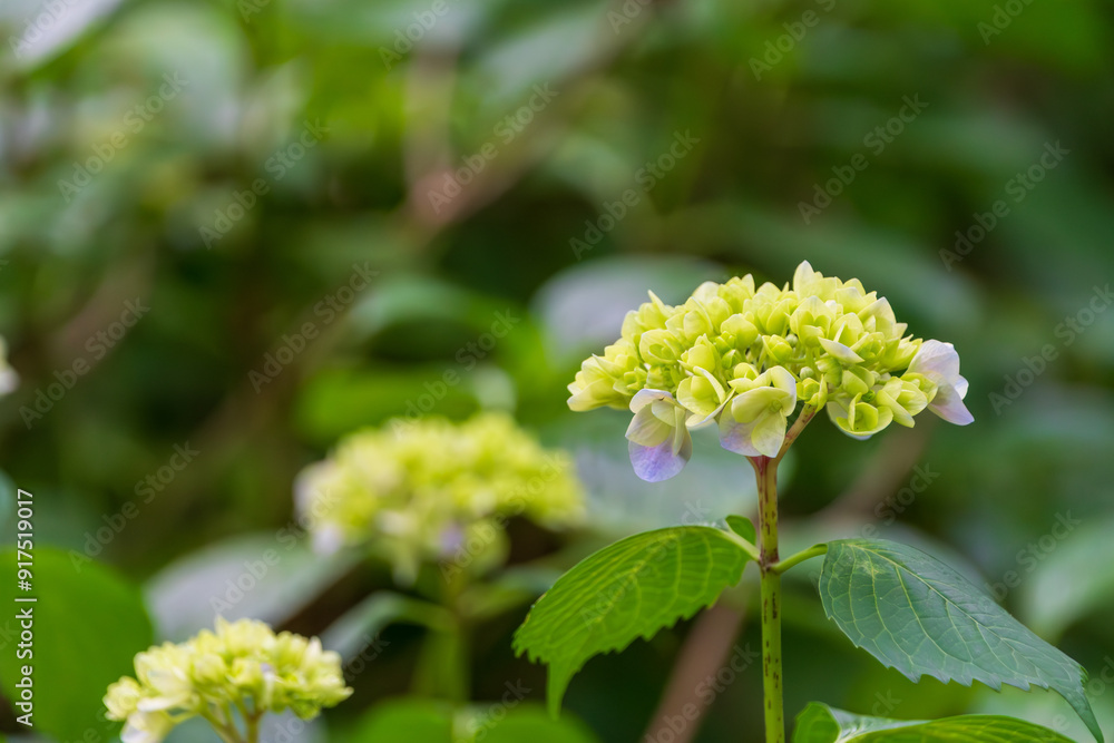 Early Blooming Hydrangeas in Soft Green Hues Early Blooming Hydrangeas in Soft Green Hues