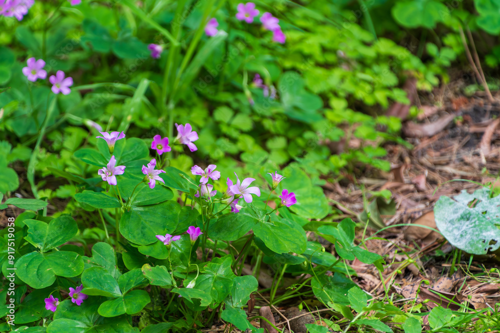 Purple Wildflowers Amidst Greenery in a Woodland Setting Purple Wildflowers Amidst Greenery in a Woodland Setting