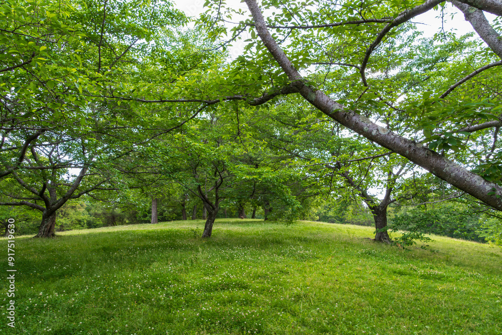 A peaceful grove of trees on a lush green hillside. A peaceful grove of trees on a lush green hillside.