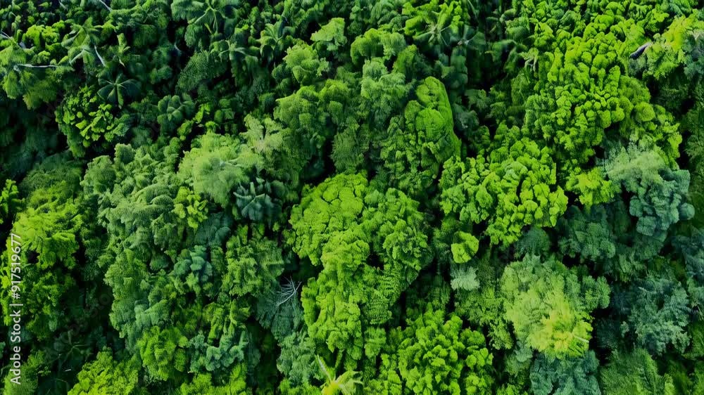 Aerial View of Lush Green Forest Aerial View of Lush Green Forest