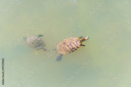 水面に浮かぶ亀 photo