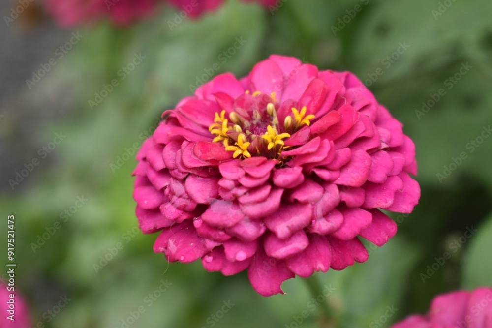 Obraz premium Flower photography