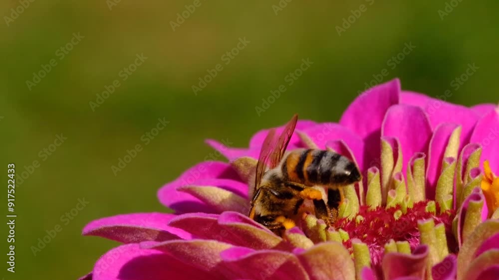 Bee collecting pollen on the flower Bee collecting pollen on the flower