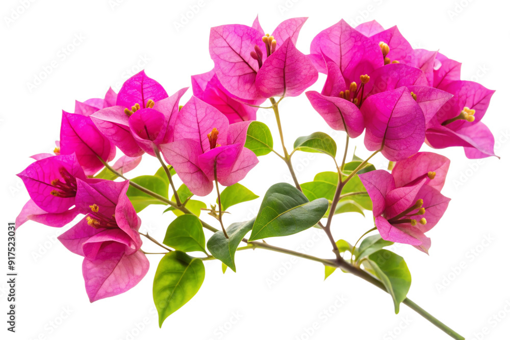 Fototapeta premium Bougainvillea flower png