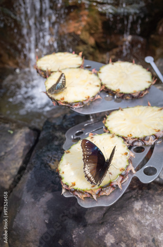 butterflies staying on a slice of pine apple in butterfly garden of singapore changi airport