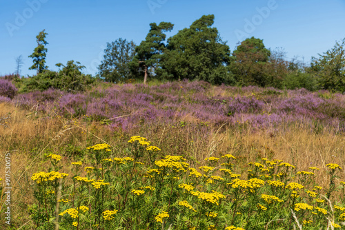 Wacholderheide in der Eifel bei Langscheid photo