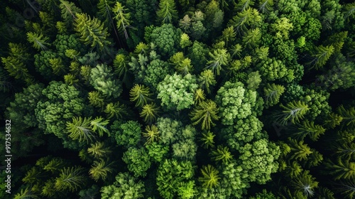 Discuss the importance of forests in regulating climate. How do forests contribute to the balance of greenhouse gases and affect local and global weather patterns