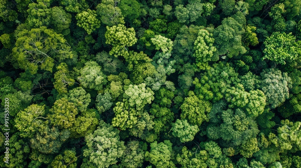 Discuss the role of forests in carbon sequestration. How do forests absorb and store carbon dioxide, and what does this mean for efforts to combat climate change Discuss the role of forests in carbon sequestration. How do forests absorb and store carbon dioxide, and what does this mean for efforts to combat climate change