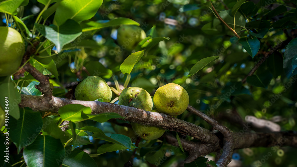 Pear trees and pear fruit. The fruit is ripen enough to be harvested or picked. The pearl is organic grown so they don't have beautiful round and smooth shape. The pear fruit is juicy and fresh. 