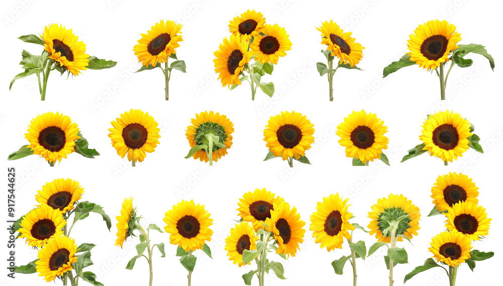 Many golden sunflowers isolated on white, set Many golden sunflowers isolated on white, set