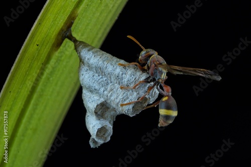 portrait of a Paper Wasp (Polistinae) guarding its nest, 11 August 2024 Indonesia photo