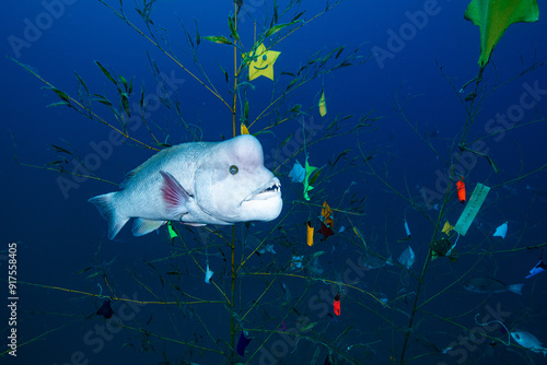 七夕の短冊に集まるコブダイ