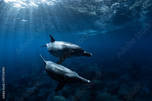 青い海で泳ぐイルカのカップル
