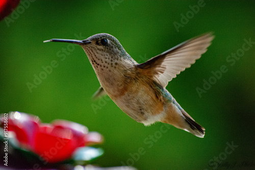 Hummingbird 