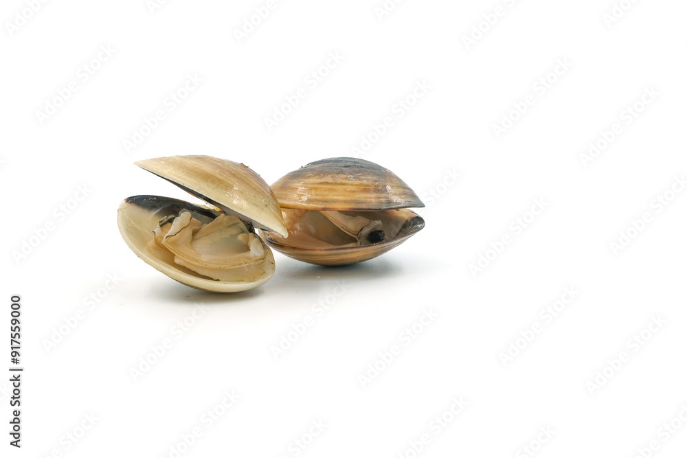 Closed up fresh baby clams, venus shell, shellfish, carpet clams, short necked clams, as raw food from the sea are the seafood ingredients. fresh clams Background. seafood.Isolated on white background Closed up fresh baby clams, venus shell, shellfish, carpet clams, short necked clams, as raw food from the sea are the seafood ingredients. fresh clams Background. seafood.Isolated on white background