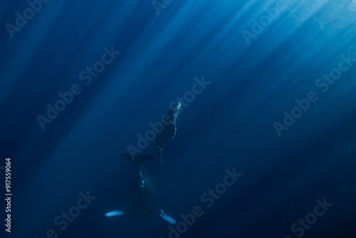 日本の海で見られるザトウクジラの親子