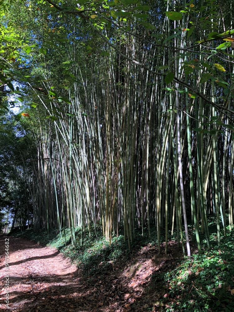 Obraz premium footpath in the forest