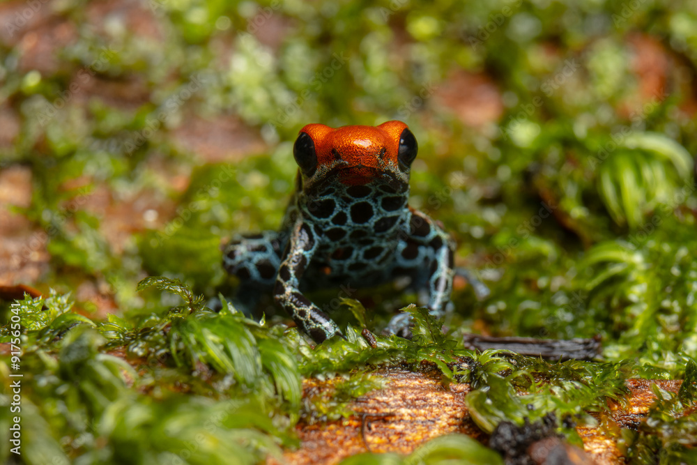 AMAZON POISON FROG, COMMON IN THE RAINFORESTS OF THE PERUVIAN AMAZON ...