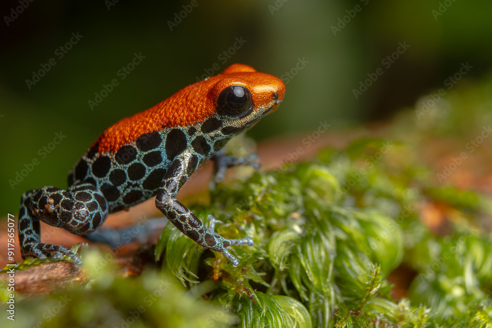 Fototapeta premium AMAZON POISON FROG, COMMON IN THE RAINFORESTS OF THE PERUVIAN AMAZON, COLORFUL AND SHOWY SPECIES, VERY BEAUTIFUL TO OBSERVE IN ECOTOURISM VISITS, ITS HABITAT IS THREATENED BY HUMAN ACTIVITIES