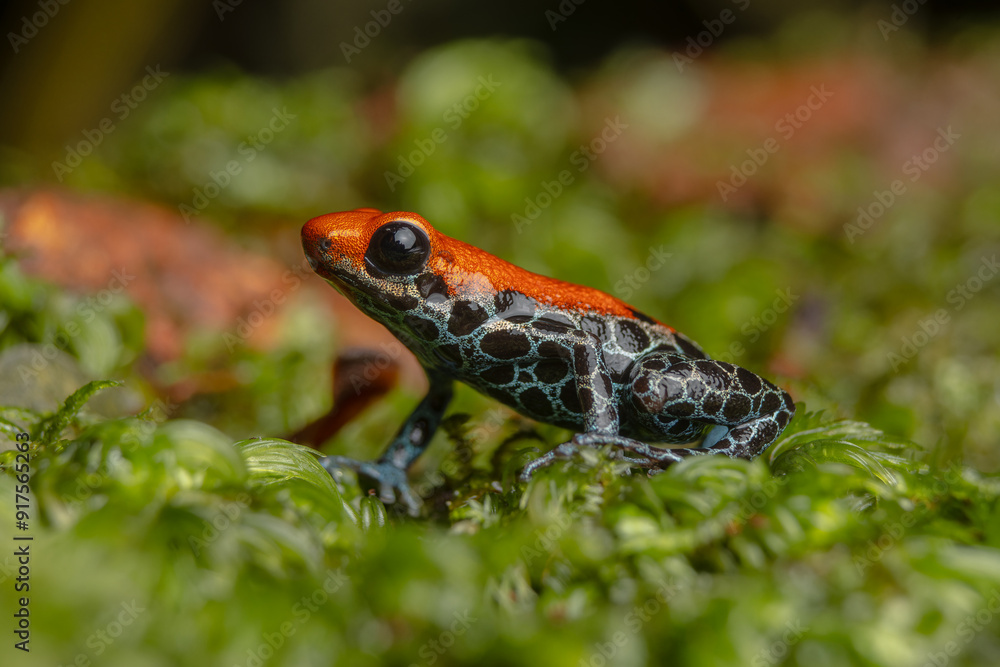 Fototapeta premium AMAZON POISON FROG, COMMON IN THE RAINFORESTS OF THE PERUVIAN AMAZON, COLORFUL AND SHOWY SPECIES, VERY BEAUTIFUL TO OBSERVE IN ECOTOURISM VISITS, ITS HABITAT IS THREATENED BY HUMAN ACTIVITIES