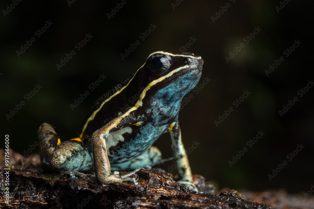 Obraz premium AMAZON POISON FROG, COMMON IN THE RAINFORESTS OF THE PERUVIAN AMAZON, COLORFUL AND SHOWY SPECIES, VERY BEAUTIFUL TO OBSERVE IN ECOTOURISM VISITS, ITS HABITAT IS THREATENED BY HUMAN ACTIVITIES