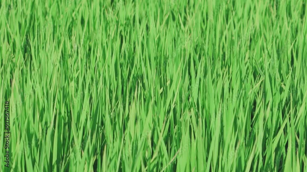 grass in the meadow swaying in the wind Rice field grass in the meadow swaying in the wind Rice field