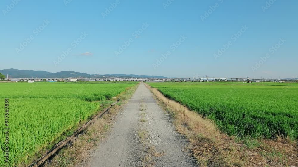 Green Paddy Field Under summer Cloudy Sky Green Paddy Field Under summer Cloudy Sky