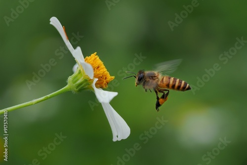 potrait Honey bees are flying towards flowers in search of honey, 11 August 2024 Indonesia photo