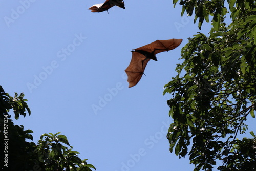 Hen bats live in nature. photo