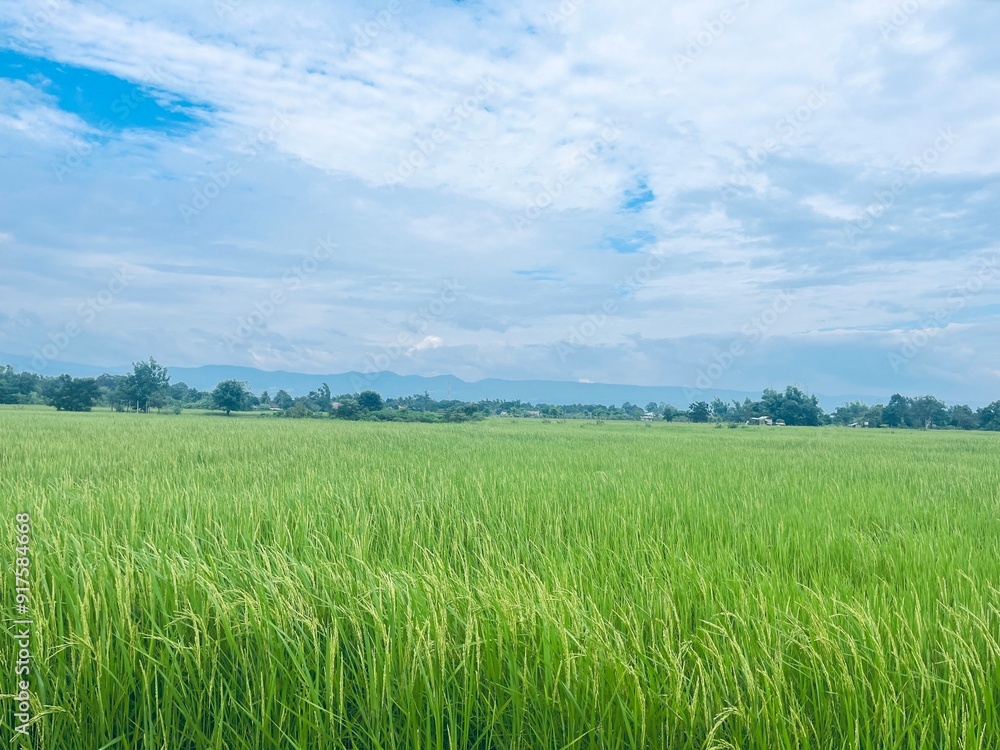 Ripe rice field and sky background at sunset time with sun rays Ripe rice field and sky background at sunset time with sun rays